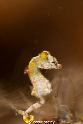 Pontoh's Pygmy Seahorse by Todd Moseley 